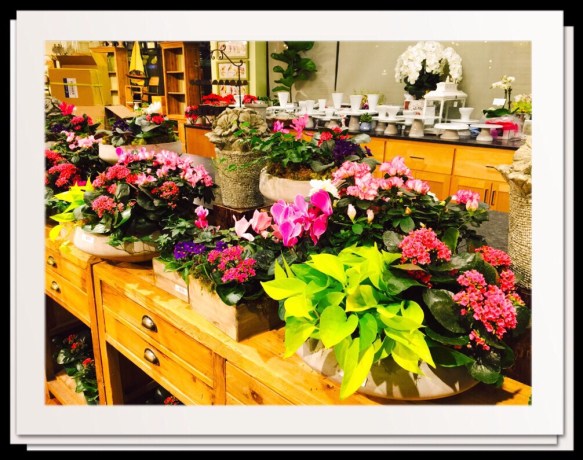 Flowers at the gardern center