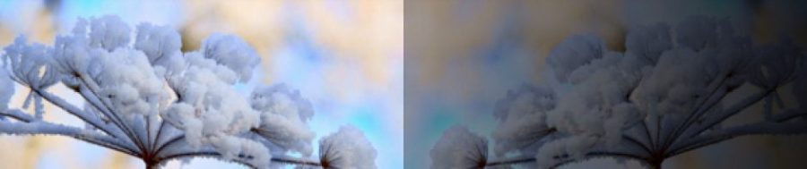 Mirror image snow trees