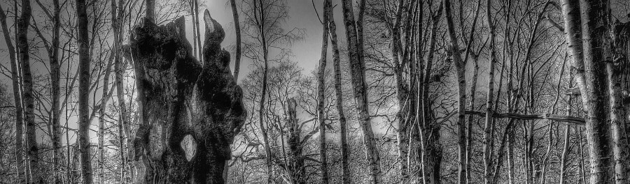 Photo by Travis Herzel https://unsplash.com/@busfromspeed/likes