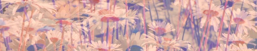 Daisys