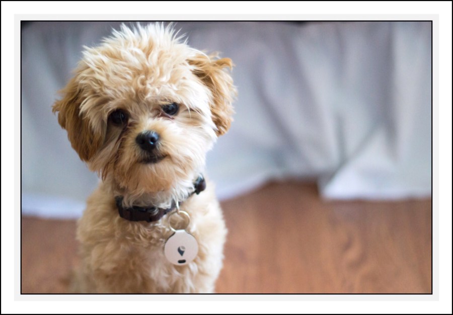You can even use TrackR on your pet!